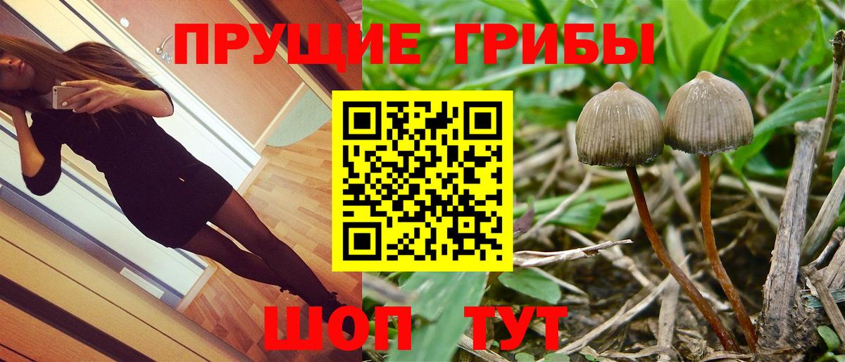 Новокузнецк  Псилоцибиновые грибы прущие грибы  Вход с VPN 